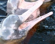 Pink River Dolphins